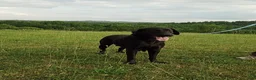 Labrador Retriever dogs for sale: Clarie - Ad 15