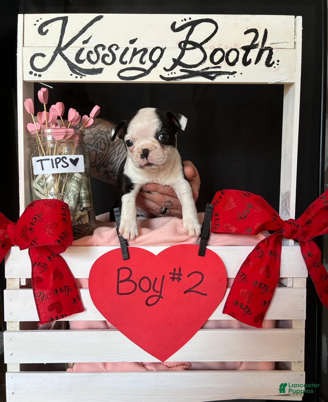 Boston Terrier dogs for sale: Boston Terrier Puppy 2 - Ad 1