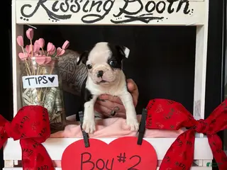 Boston Terrier dogs Boston Terrier Puppy 2 - Ad 1