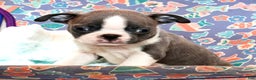 Boston Terrier dogs for sale: Peanut - Ad 7