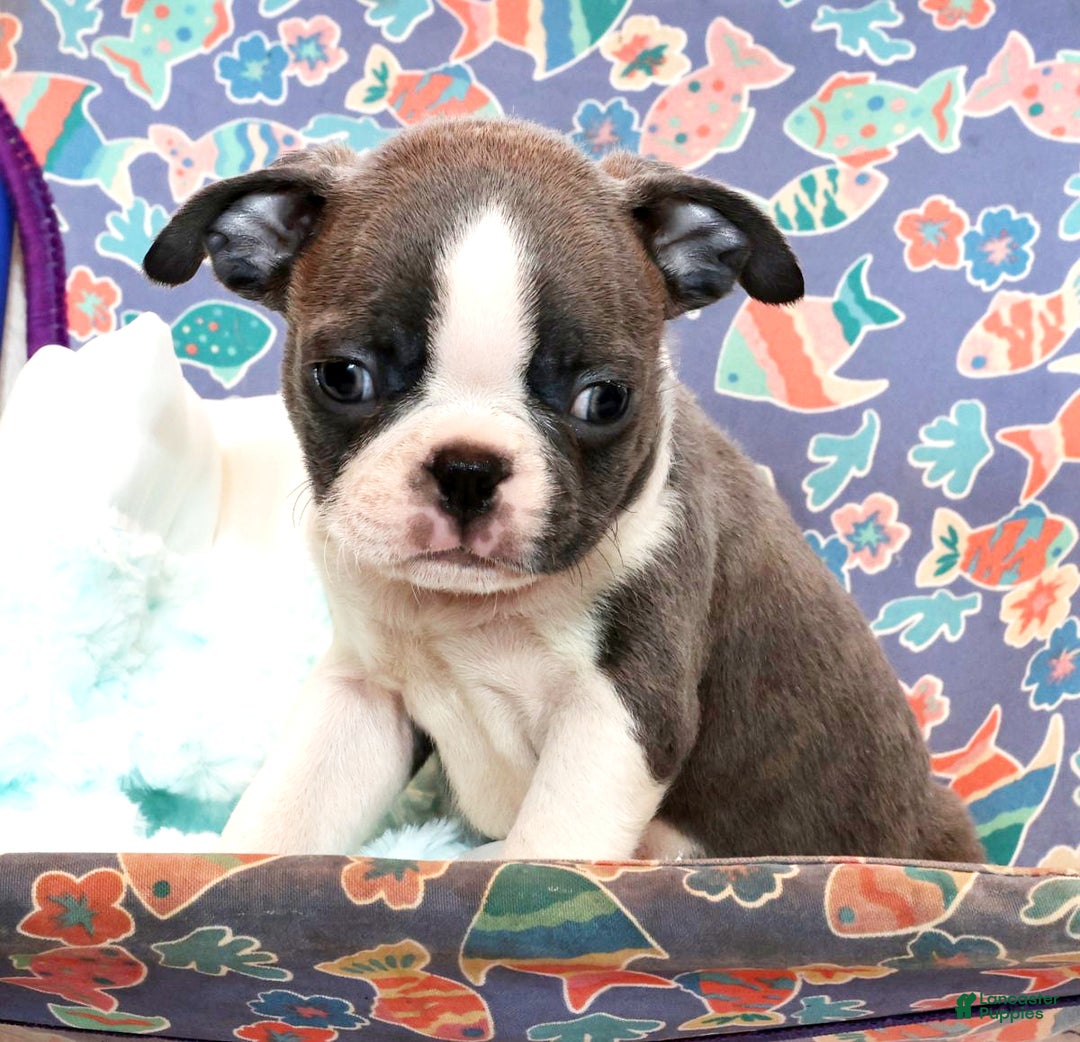 Boston Terrier dogs for sale: Peanut - Ad 7
