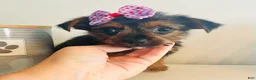 Yorkshire Terrier dogs for sale: Teacup candy - Ad 7