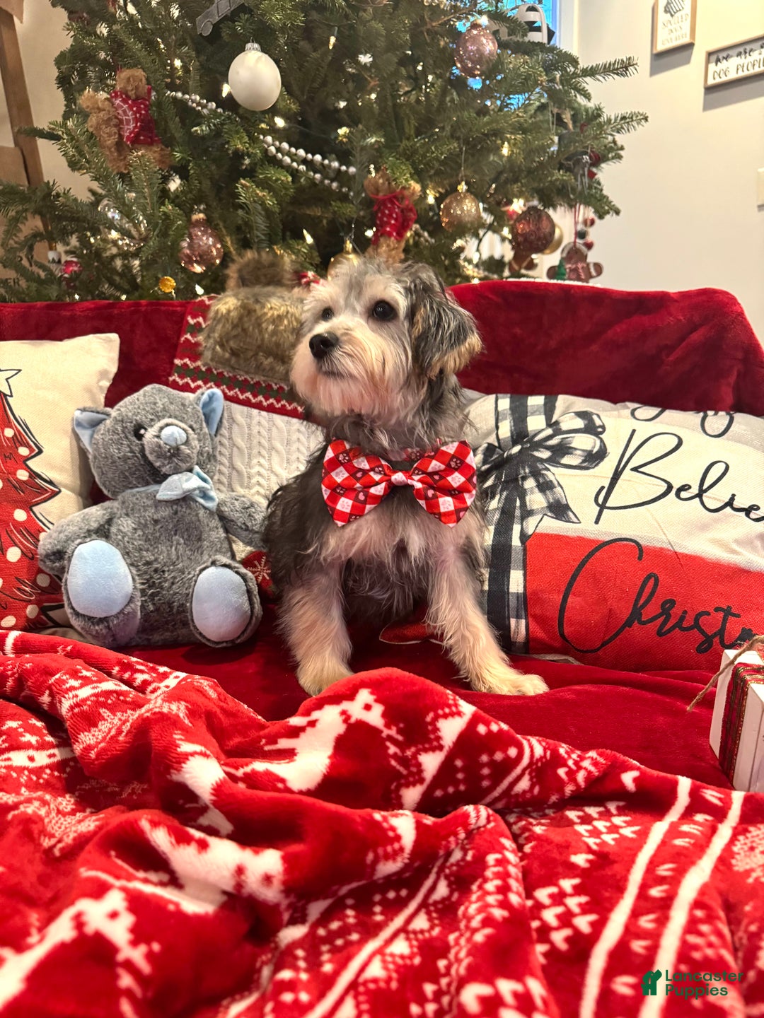 Yorkiepoo dogs for sale: Yorkiepoo Puppy 2 - Ad 2