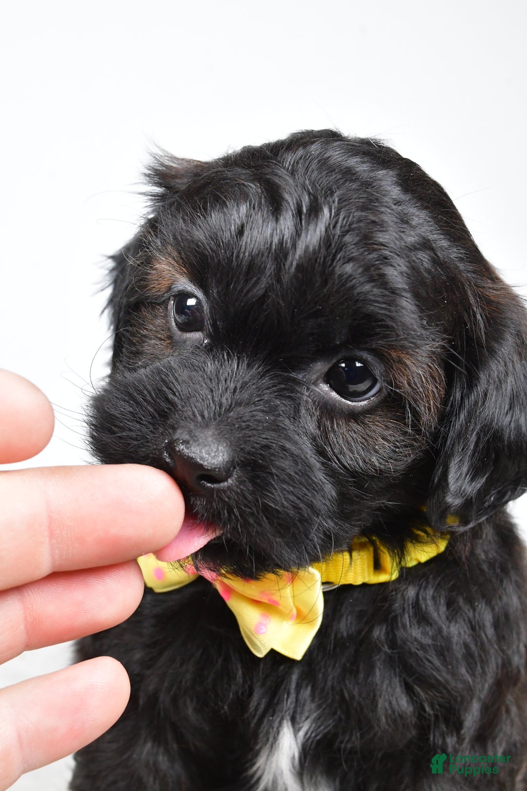 Shihpoo dogs for sale: Ike  - Ad 9