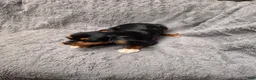 Cavalier King Charles Spaniel dogs for sale: Cavalier King Charles Spaniel 4 - Ad 3