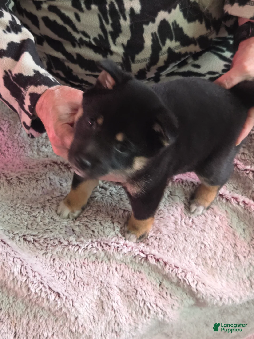 Shiba Inu dogs for sale: Shiba Inu Puppy 3 - Ad 1