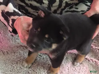 Shiba Inu dogs Shiba Inu Puppy 3 - Ad 40