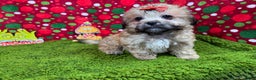 Mixed Breed dogs for sale: Mixed Breed Puppy 2 - Ad 2