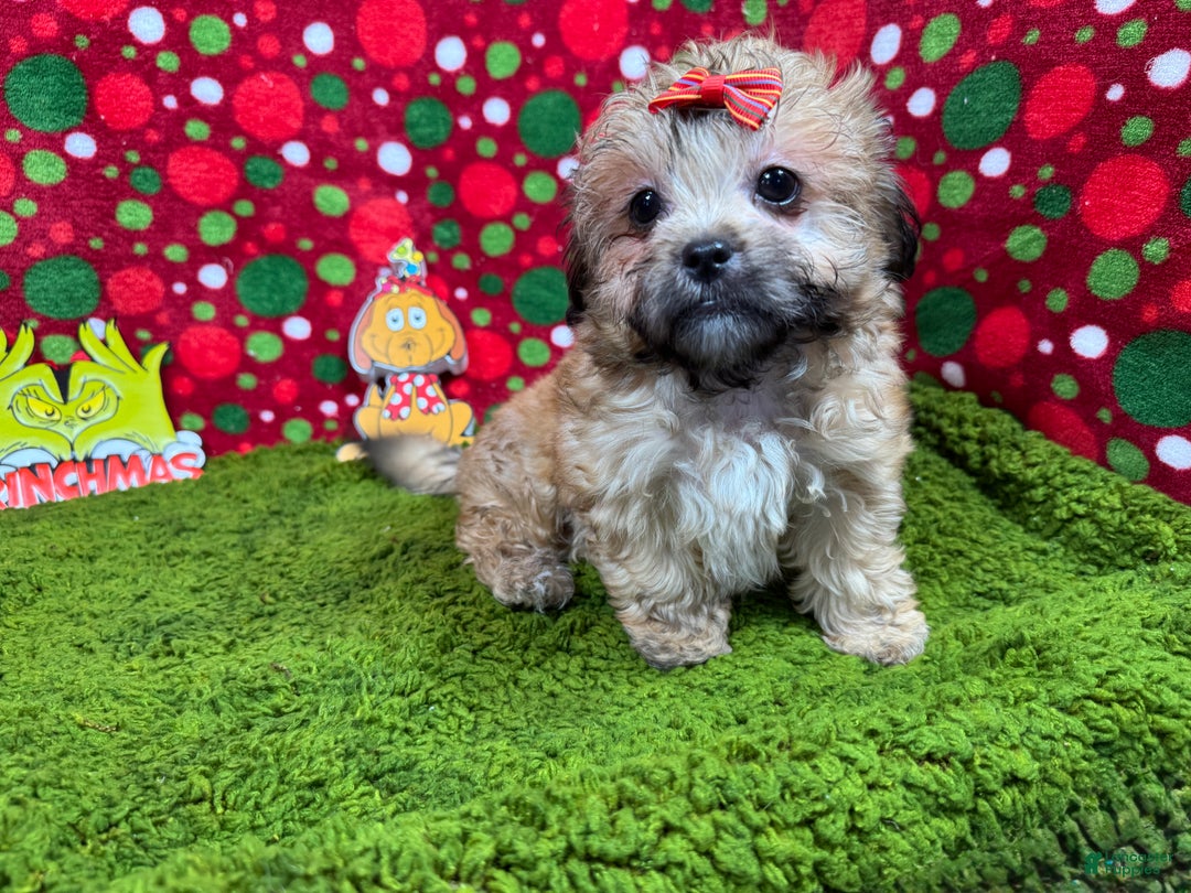 Mixed Breed dogs for sale: Mixed Breed Puppy 2 - Ad 2