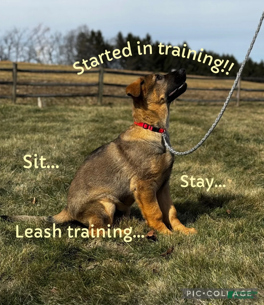 German Shepherd dogs for sale: Branson - Ad 1