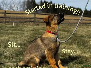 German Shepherd dogs for sale: Branson - Ad 1