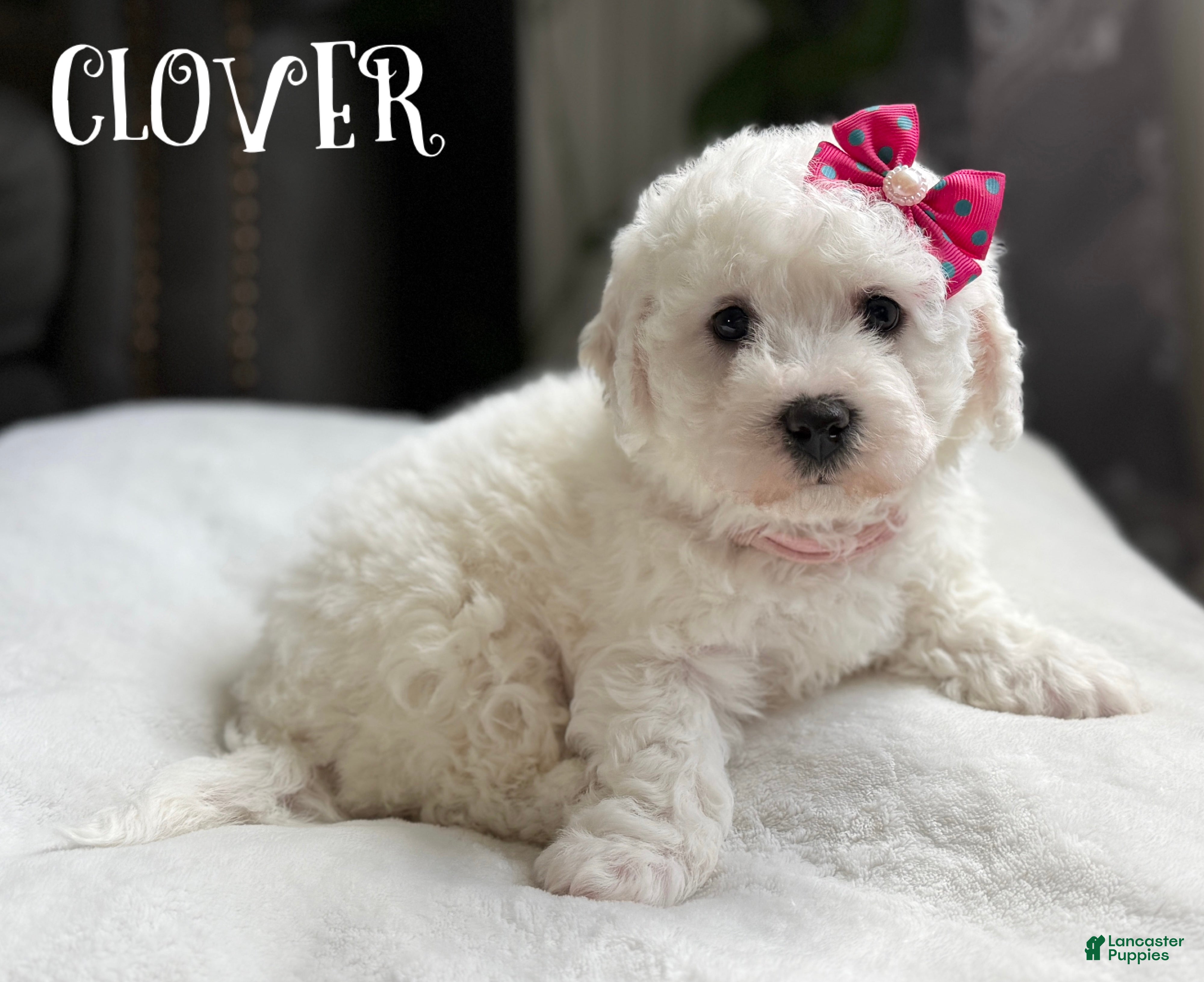 Bichon Frise dogs 🍀 Clover 🍀 AKC - Ad 1