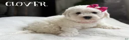 Bichon Frise dogs for sale: 🍀 Clover 🍀 AKC - Ad 1