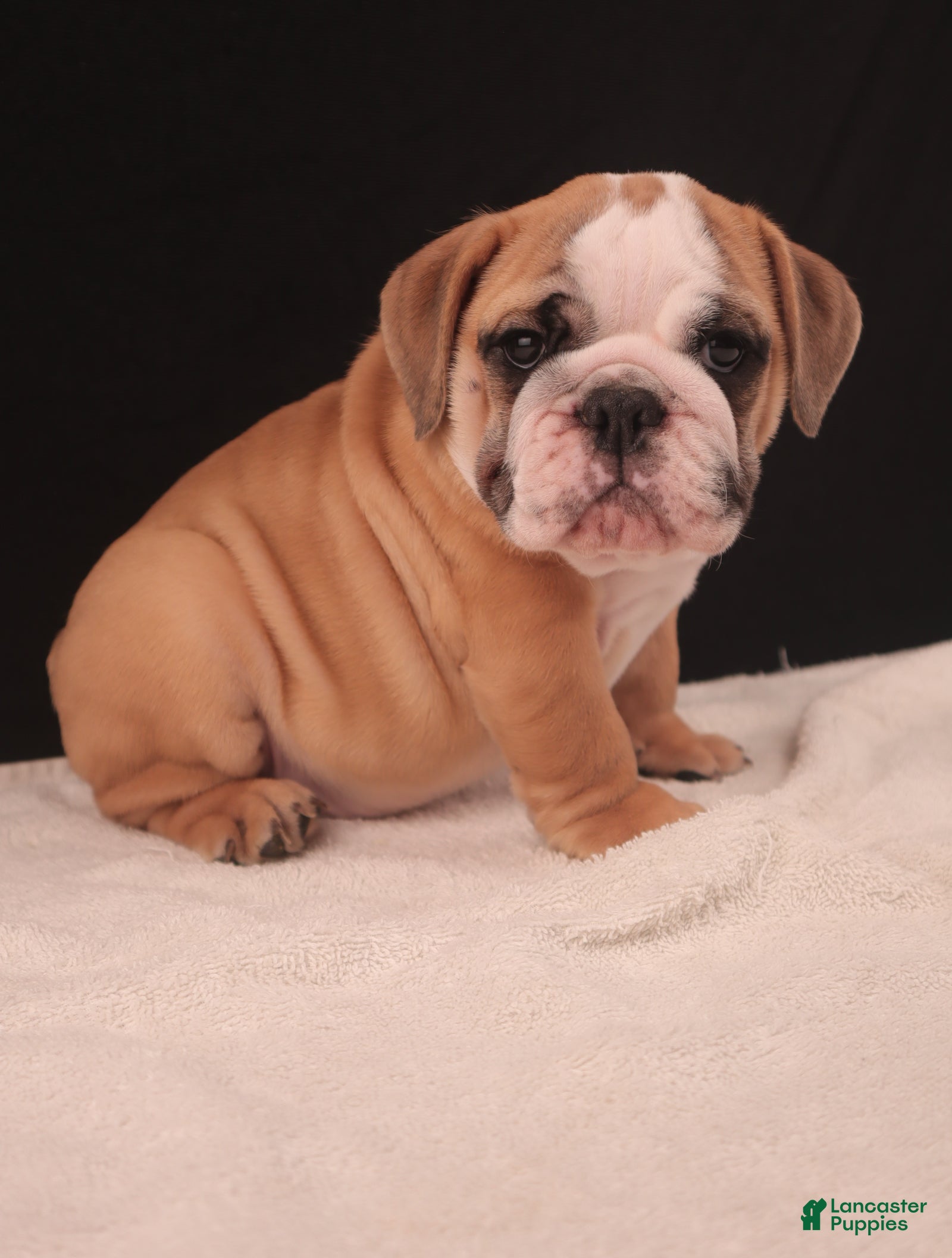 English Bulldog dogs Brutus - Ad 39