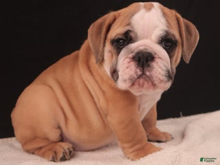 English Bulldog dogs Brutus - Ad 3