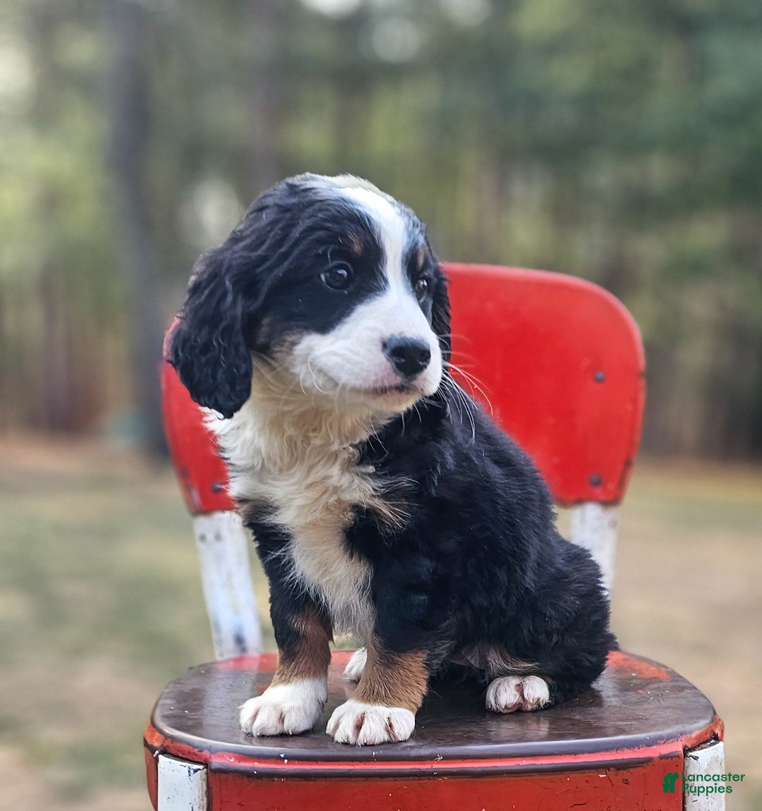 Mini Bernedoodle dogs for sale: Ivy - Ad 2