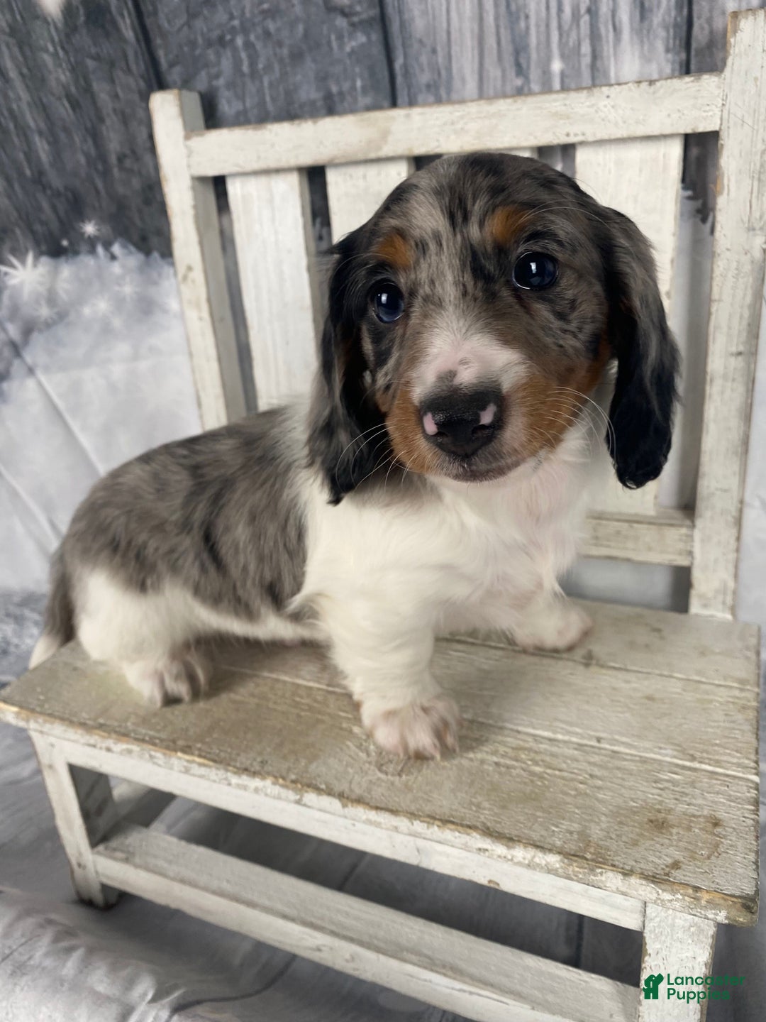 Miniature Dachshund dogs for sale: Milo - Ad 5