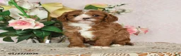 Cavapoo dogs for sale: Ilene - Ad 2