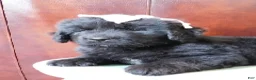 Newfoundland dogs for sale: Miss Esther - Ad 1