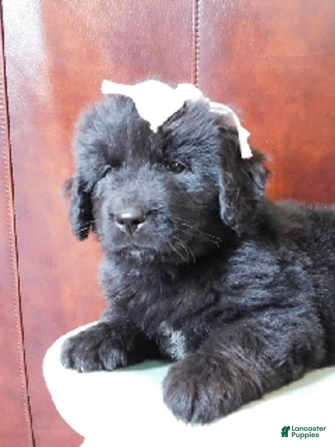 Newfoundland dogs for sale: Miss Esther - Ad 1