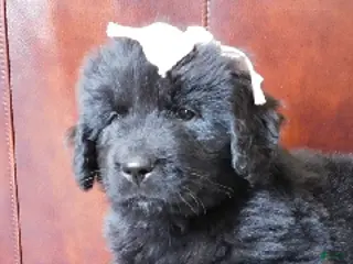 Newfoundland dogs Miss Esther - Ad 24