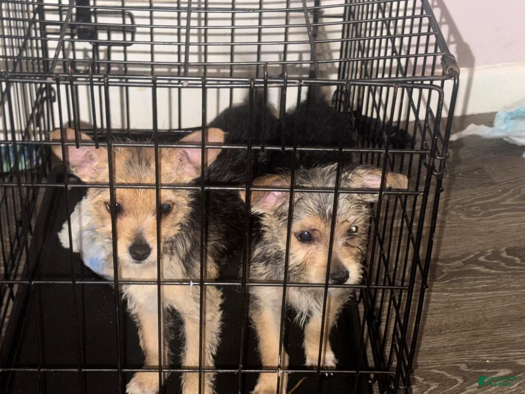 Yorkshire Terrier dogs for sale: Yorkshire Terrier Puppy 2 - Ad 2