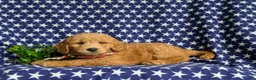 Mini Goldendoodle dogs for sale: Truman Hypoallergenic - Ad 4