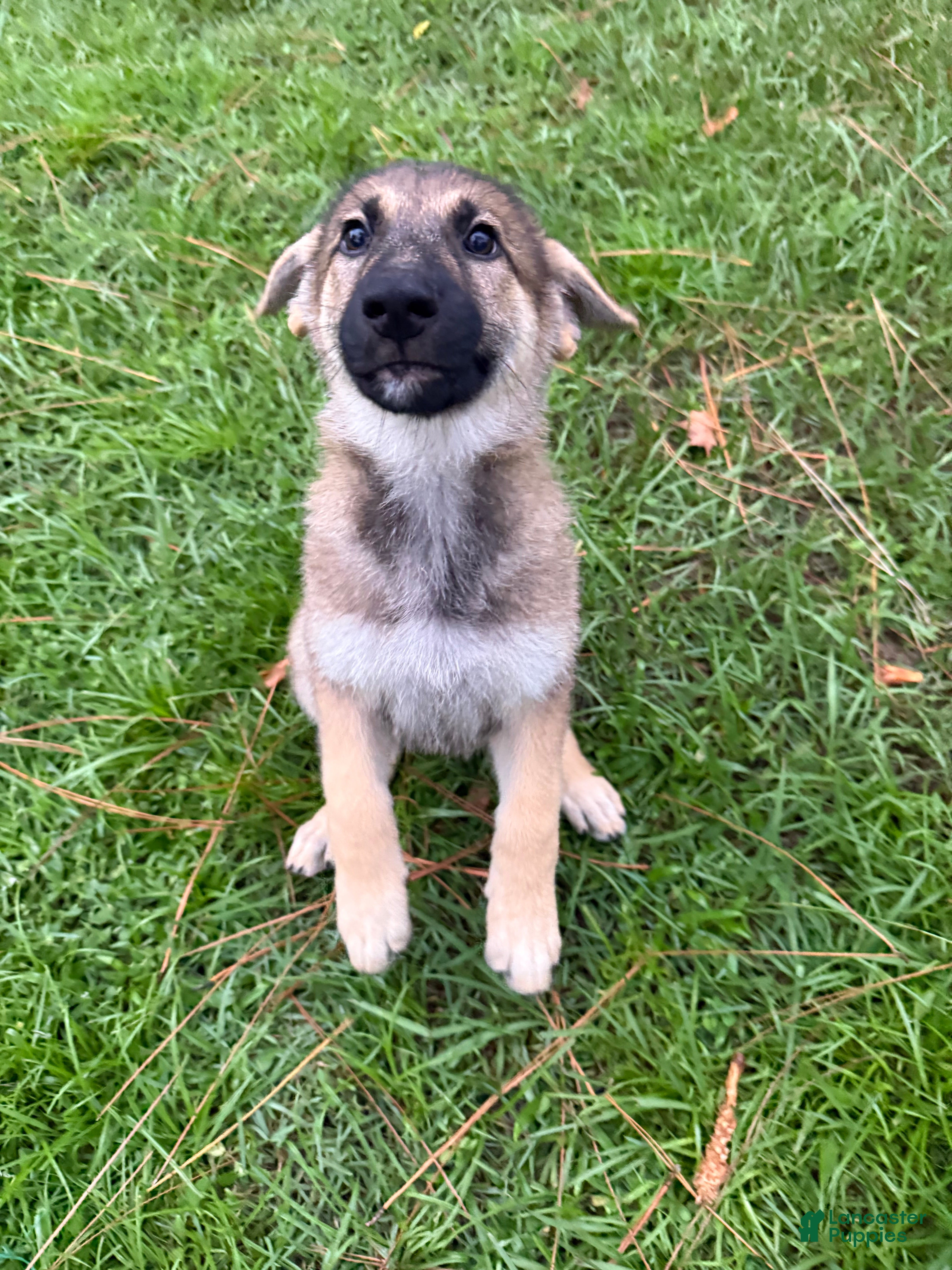German Shepherd dogs Delilah - Ad 1