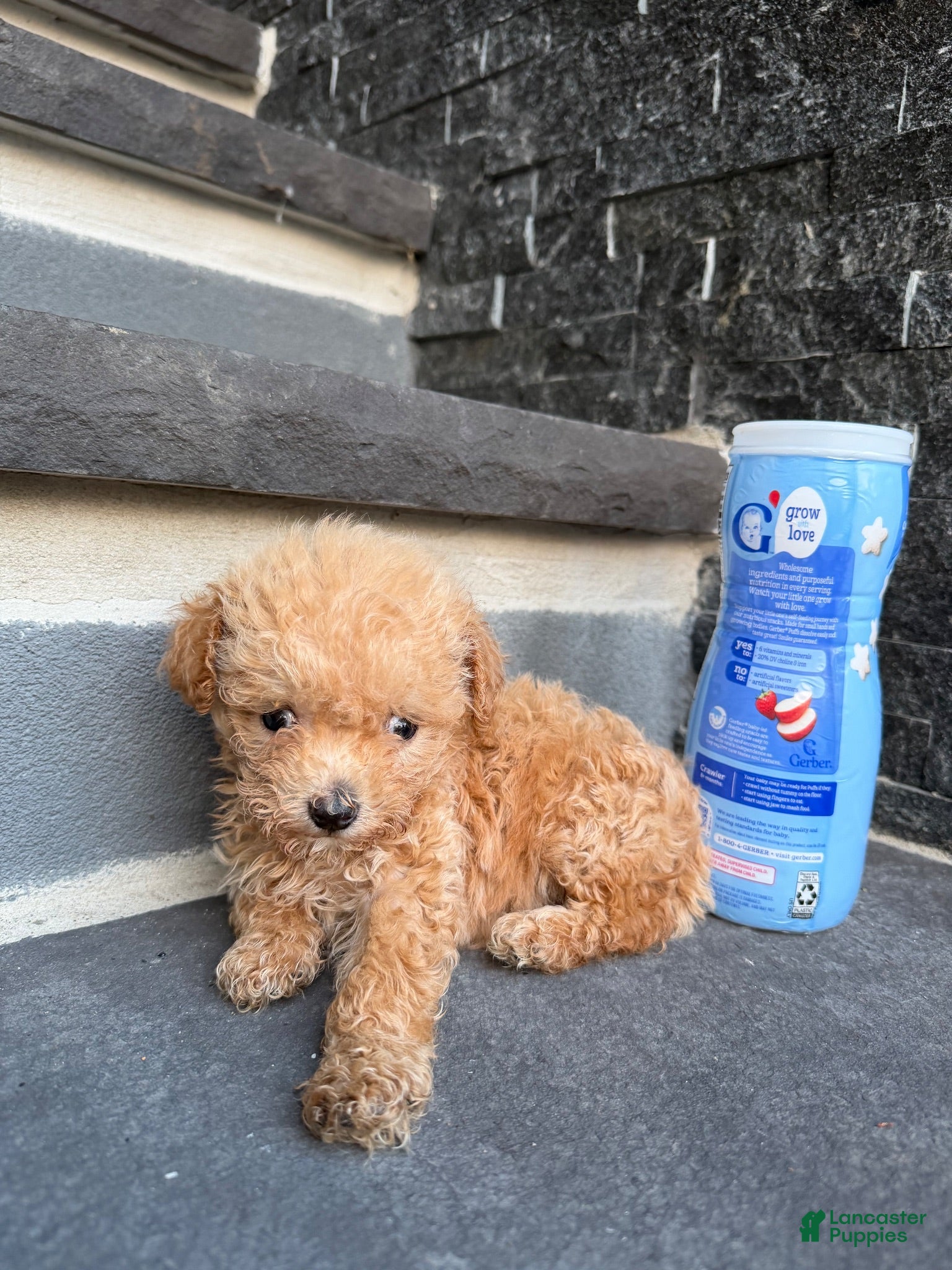 Bichpoo dogs Teacup Rihanna🐾❤️ - Ad 1