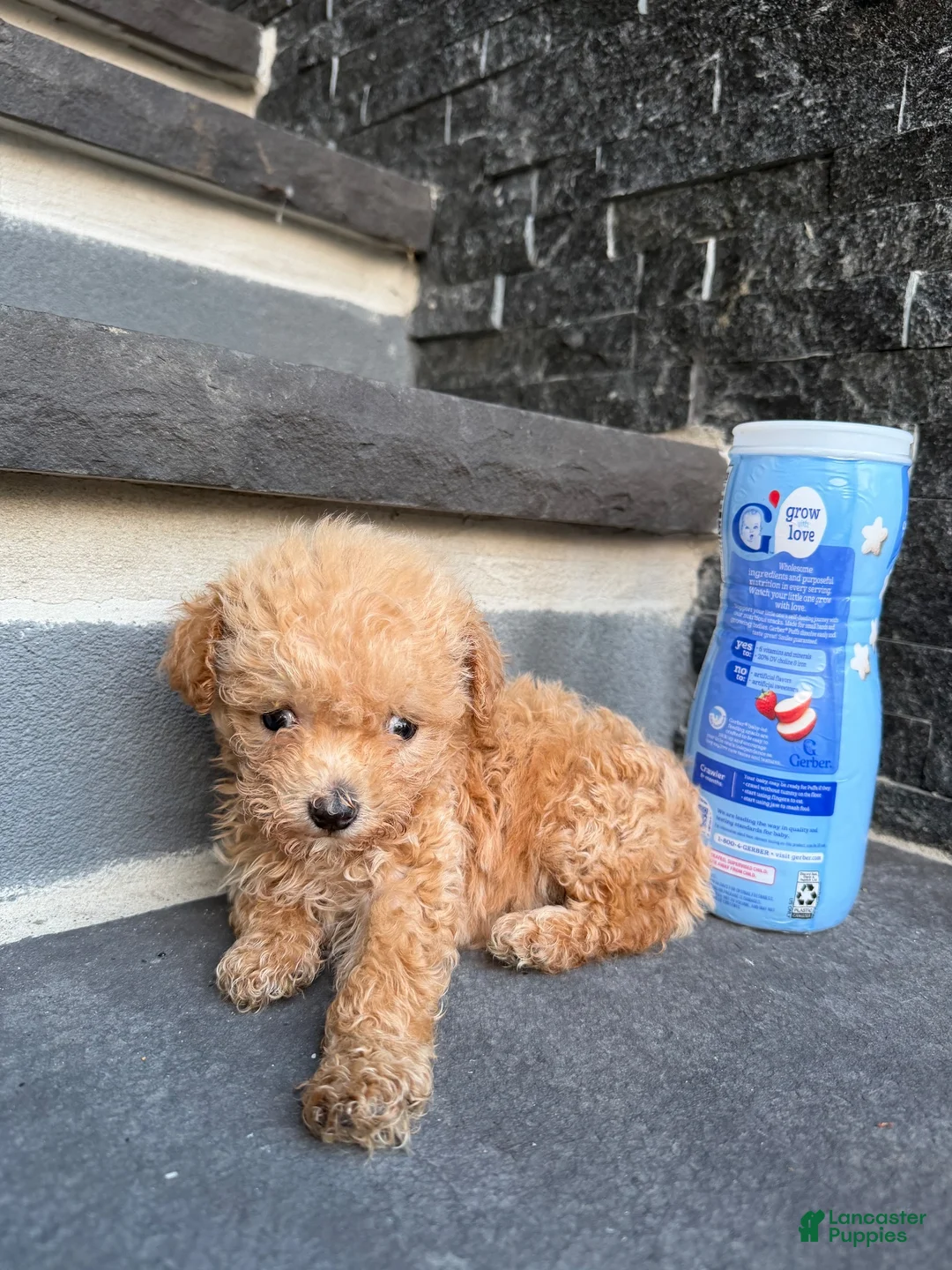 Bichpoo dogs for sale: Teacup Rihanna🐾❤️ - Ad 1