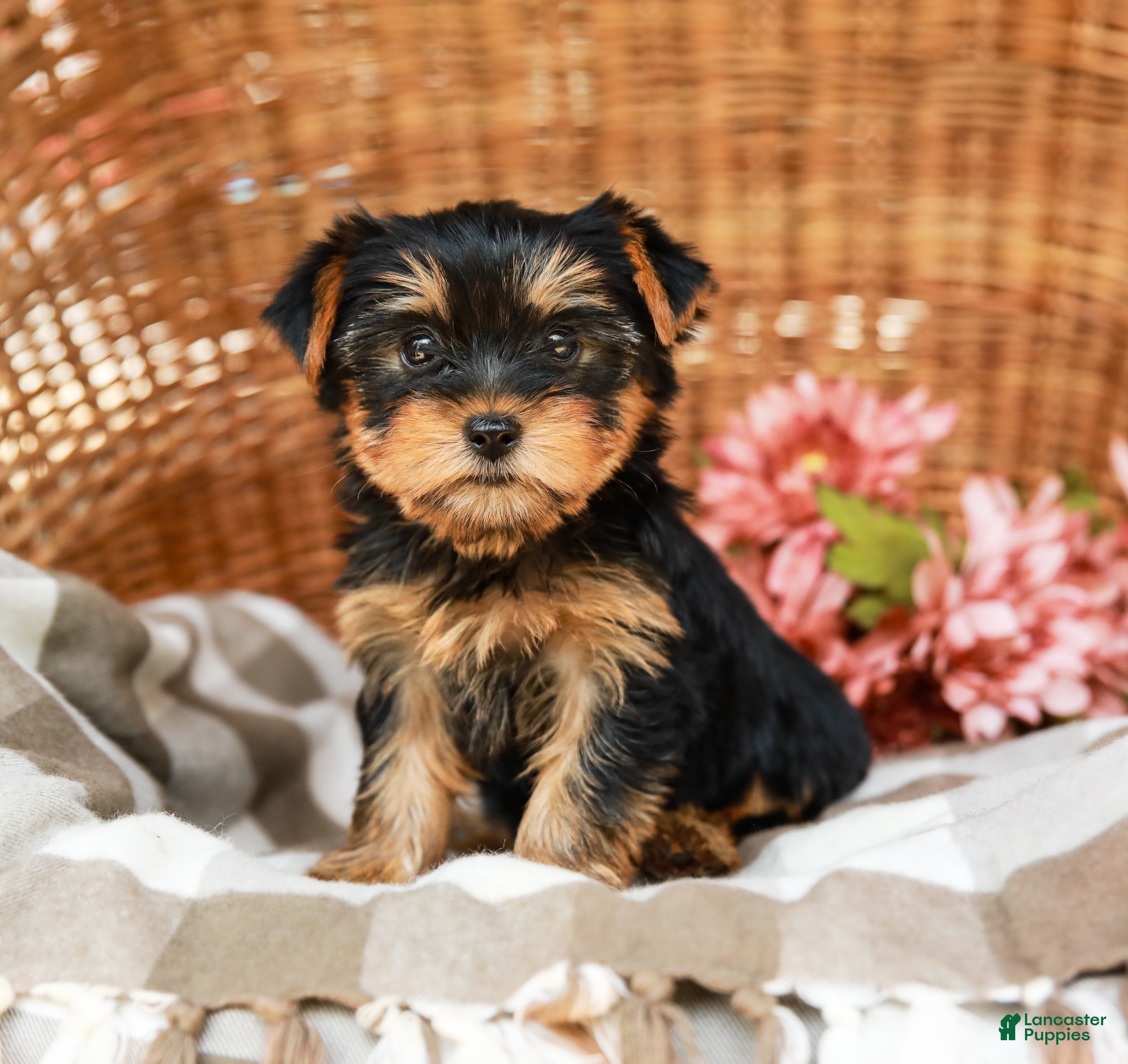 Yorkshire Terrier dogs Candy Cane AKC Champion Bloodline - Ad 1