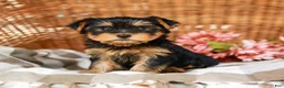 Yorkshire Terrier dogs for sale: Candy Cane AKC Champion Bloodline - Ad 1