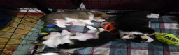 Welsh Corgi Pembroke dogs for sale: Welsh Corgi Pembroke 4 - Ad 9