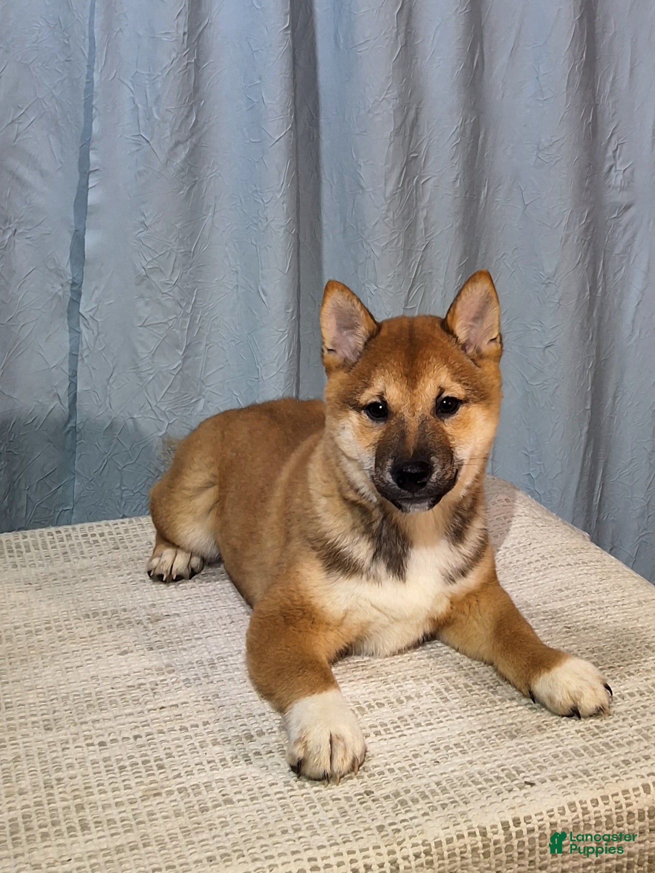 Shiba Inu dogs Tim  - Ad 1