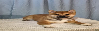 Tim 