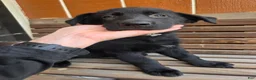 German Shepherd dogs for sale: German Shepherd - Female - Ad 4