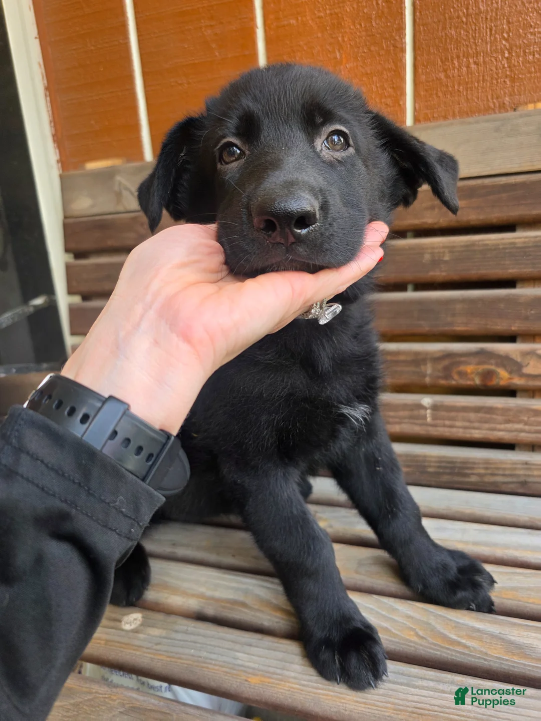 German Shepherd dogs for sale: German Shepherd - Female - Ad 4