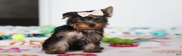 Yorkshire Terrier dogs for sale: Bella - Ad 5