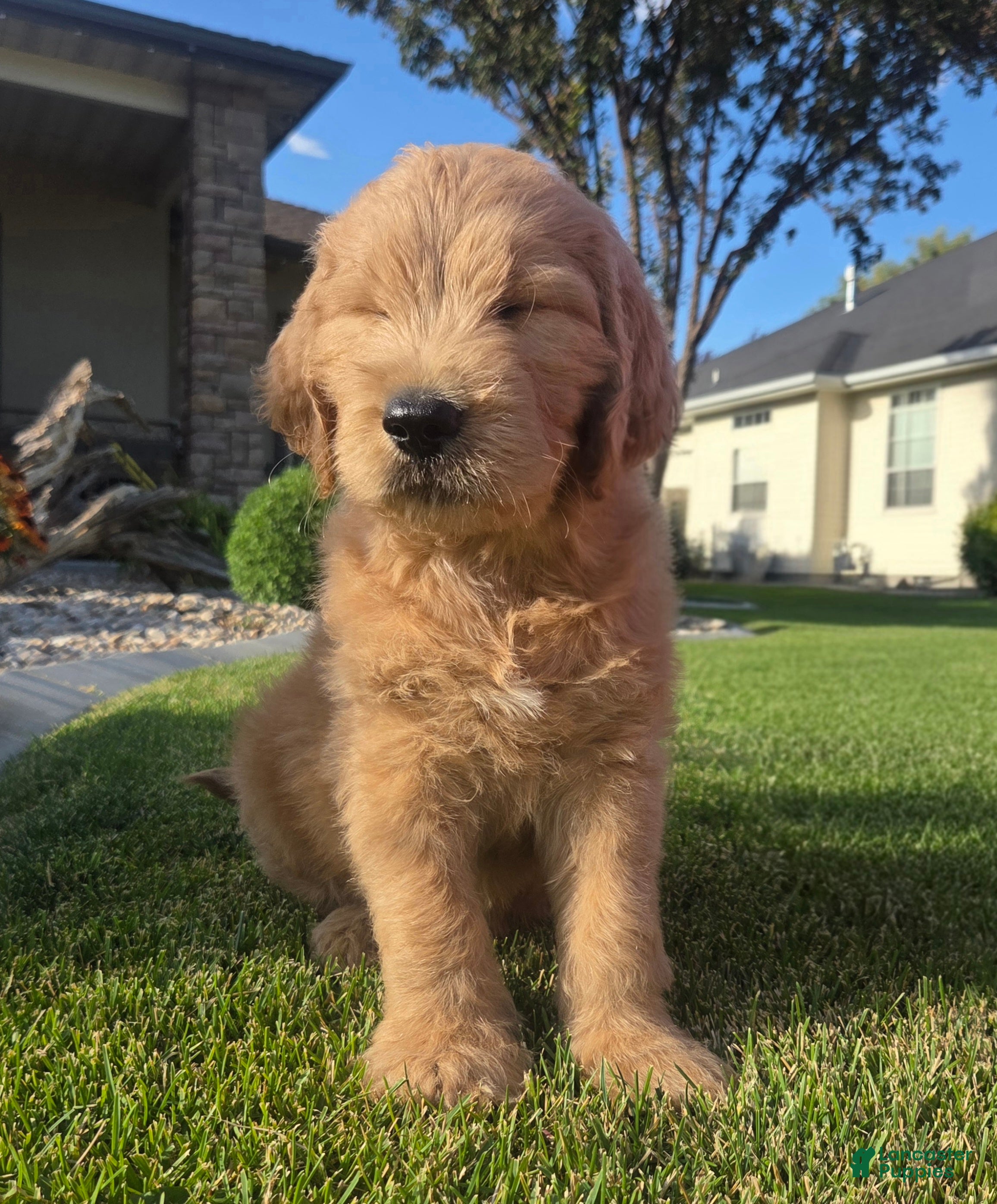 Goldendoodle dogs Tater - Ad 2