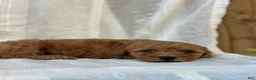 Mini Goldendoodle dogs for sale: Mini Goldendoodle 3 - Ad 6