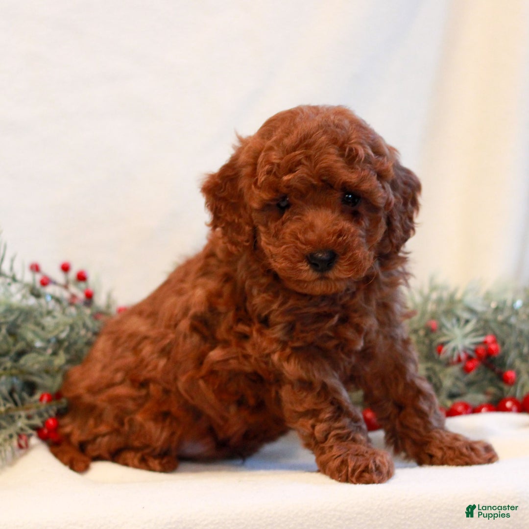 Mini Goldendoodle dogs for sale: Flint  - Ad 2