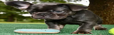 French Bulldog 2
