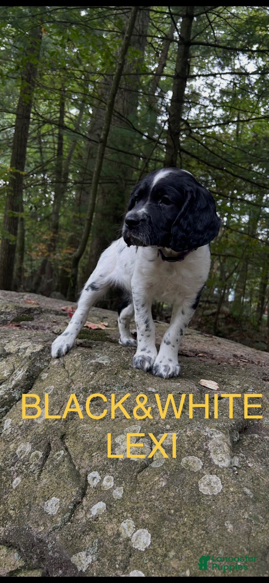 English Springer Spaniel dogs English Springer Spaniel 3 - Ad 1
