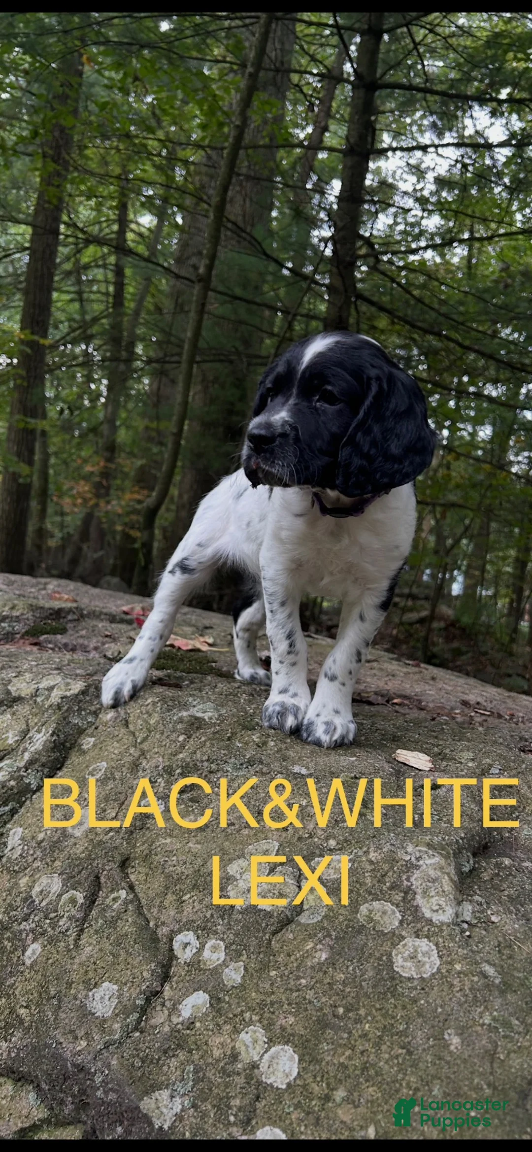 English Springer Spaniel dogs for sale: English Springer Spaniel 3 - Ad 1