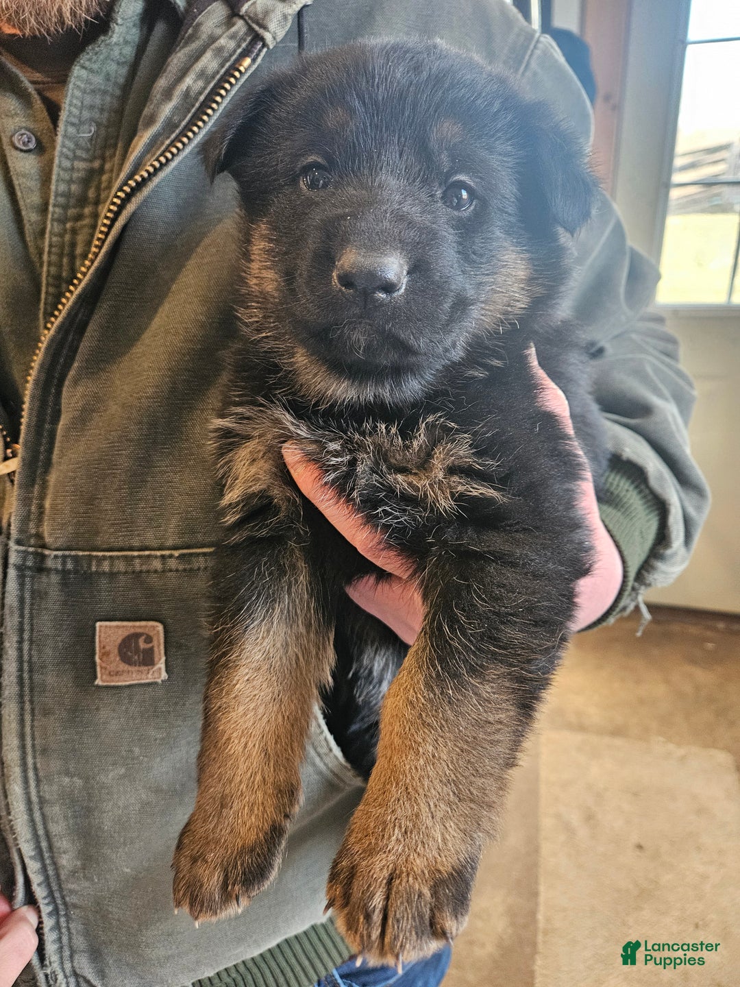 German Shepherd dogs for sale: Bingo - Ad 3