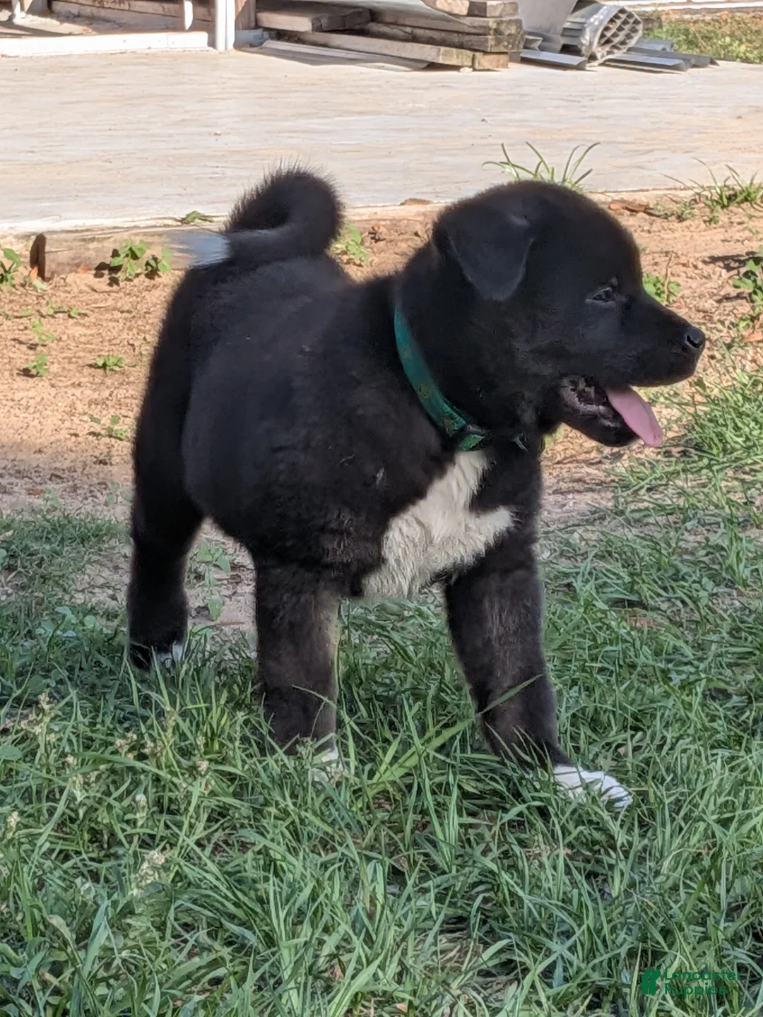 Akita dogs for sale: Akita Puppy 3 - Ad 1