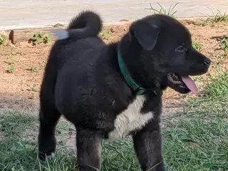 Akita dogs for sale: Akita Puppy 3 - Ad 2