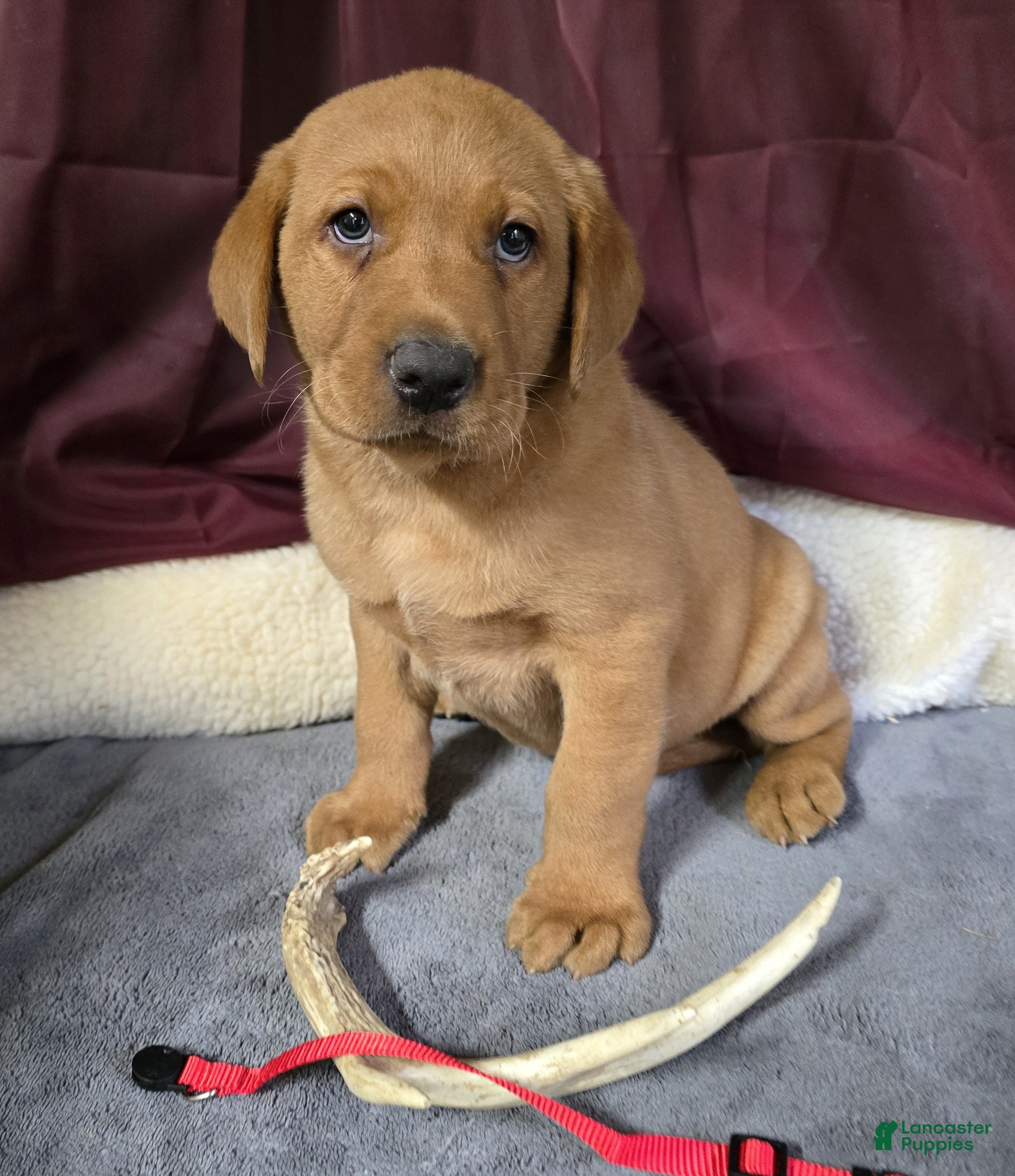 Labrador Retriever dogs Red Collar Labrador Puppy - Ad 1