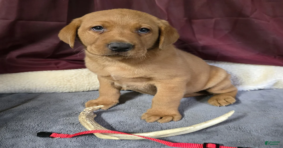 Labrador Retriever Puppies for sale in Hartsville, Tennessee ...