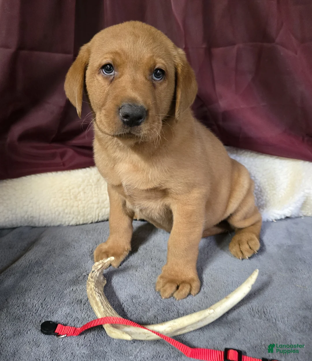 Labrador Retriever dogs for sale: Red Collar Labrador Puppy - Ad 1